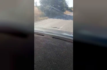 Sürücü ve yolcuların yol üstündeki yılanla ilginç anları cep telefonu kamerasına yansıdı 
