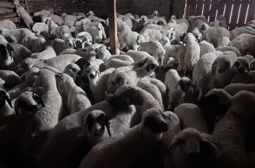 Sürülerde bahar hareketliliği: Kuzular annelerini böyle buldu 