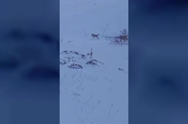 Sürüye saldıran kurt kangal köpeği tarafından engellendi 