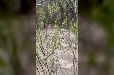 Suya kapılan büyükbaş hayvan telef oldu 