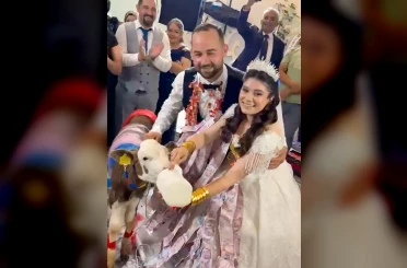 Takı merasiminde altın yerine dişi buzağı hediye edildi 