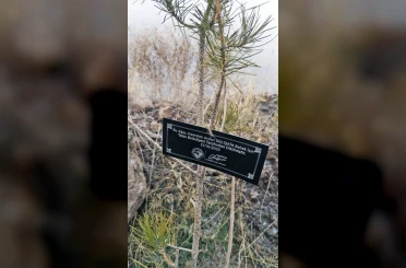 Talas Belediyesi’nden geleceğe nefes: Her bebek için bir fidan 