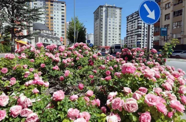 Talas’ta çiçek yılında sahne güllerin 