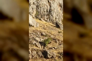 Tarihi Harput Mahallesi’nde dağ keçileri görüldü 