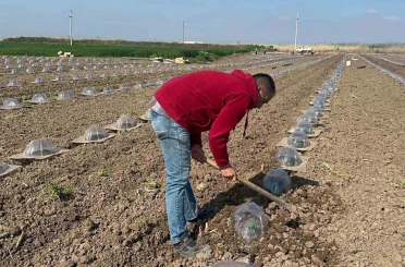 Tarım işçilerini ve çiftçileri en çok turfanda karpuz dikimi zorluyor 