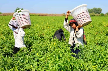 Tarım işçilerinin sıcakta ekmek parası mücadelesi 