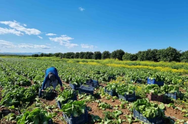 Tarım üretici fiyatlarında aylık düşüş, yıllık yükseliş 