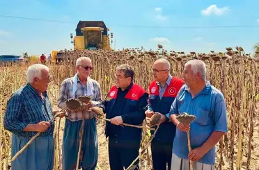 Tarsus’ta ayçiçeğinde 4 bin 485 ton rekolte bekleniyor
