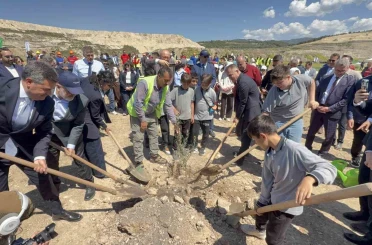 Taşınan her zeytin ağacına karşılık fidan: Milas’ta 4 bin zeytin toprakla buluştu 