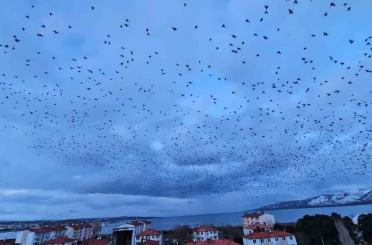 Tatvan’da gökyüzünü kaplayan binlerce kuş görsel şölen sundu 