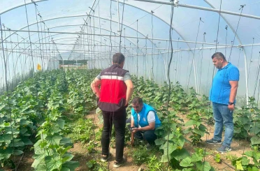 Tavşanlı cezaevi serasında üretim faaliyetleri incelendi 