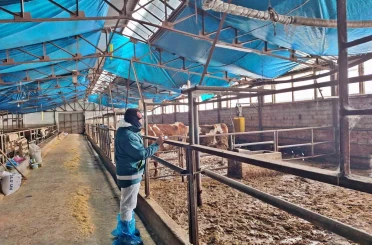 Tavşanlı’da hayvancılık işletmelerine yönelik besilik hayvan kapasite tespit çalışması 