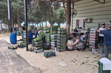 Taze bağ yaprağı aile ekonomisine can suyu oldu 