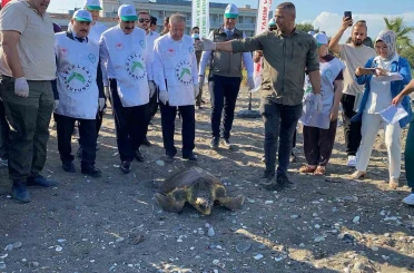 Tedavisi tamamlanan 3 deniz kaplumbağası yeniden denizle buluştu 