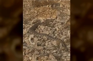 Tek ısırığı bir insanı öldürmeye yeten dev engerek yılanı görüntülendi 