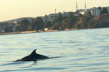 Tekirdağ açıklarında yunus balıkları görüntülendi : Yunus balıkları adeta tekne ile yarıştı

