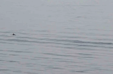 Tekirdağ açıklarında yunuslardan görsel şölen 