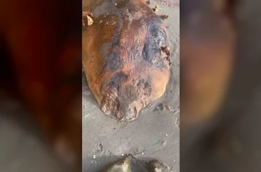 Tekirdağ sahiline vuran gizemli deniz canlısı: Kimisi fok kimisi yunus dedi 