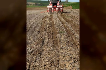Tekirdağ’da ayçiçeği tohumları anıza ekim yöntemiyle toprakla buluştu 