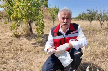 Tekirdağ’da çiftçiye tarla faresine karşı zamanında mücadele çağrısı 