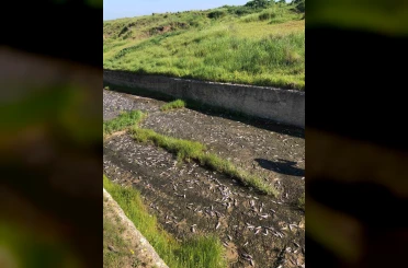 Tekirdağ’da gölde toplu balık ölümleri yaşandı 
