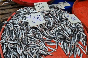 Tekirdağ’da hamsinin kilosu 50 liraya kadar düştü 