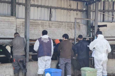 Tekirdağ’da ithal damızlık hayvanlar için sıkı sağlık denetimi 