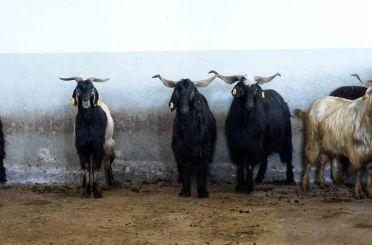 Tekirdağ’da Kurban Bayramı’nda Büyükşehir mezbahalarında 977 hayvanın kesimi yapıldı 