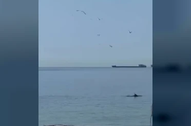Tekirdağ’da yunuslar kıyıya yakın görüntülendi 