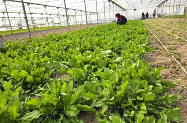 Tere ve roka üretilen seralardan denetim 