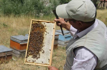 Tescilli Zara Balı sağımı başladı 