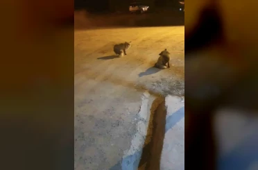 Tilkileri için yaylayı terk edip şehre gidemiyor 