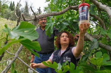Tireli incir üreticisine ekşilik böceğine karşı tuzak dağıtıldı 
