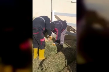 TJK Şanlıurfa Hara ve Aşım İstasyonu’nda skandal görüntüler 