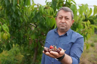 Tokat’ta aşırı yağış kirazı vurdu 