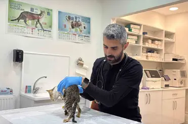 Tokat’ta binlerce kişiyi hastanelik eden şikayetler kedi ve köpeklerde de görüldü
