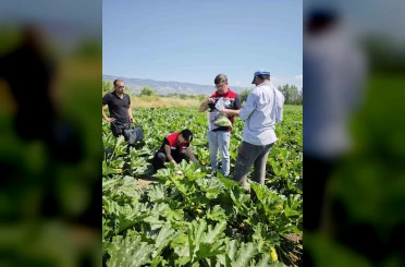Tokat’ta hasat öncesi pestisit denetimi yapıldı 