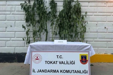 Tokat’ta kenevir operasyonunda 1 kişi yakalandı 