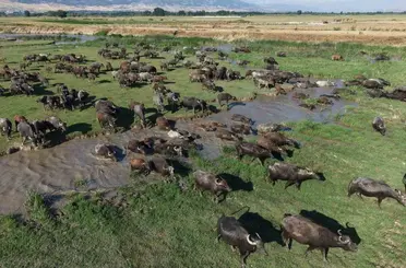 Tokat’ta mandaların serinleme keyfi belgesel görüntülerini aratmadı
