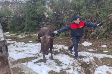 Tokat’ta su kuyusuna düşen inek kurtarıldı 