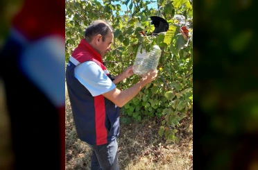 Tokat’ta ürün kayıplarını önlemek için feromon tuzakları devrede 