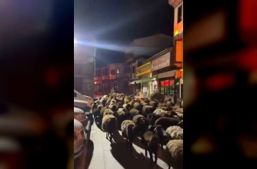 Tokat’ta yayla göçünde yüzlerce koyun şehir merkezinden geçti 
