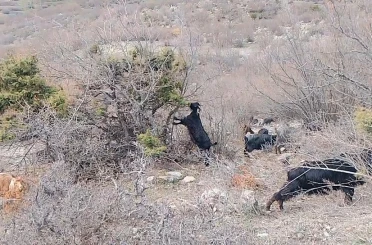 Tokat’ta yaylada kışın ayazında türküleriyle ısınan çoban, baharı da türküyle karşıladı 