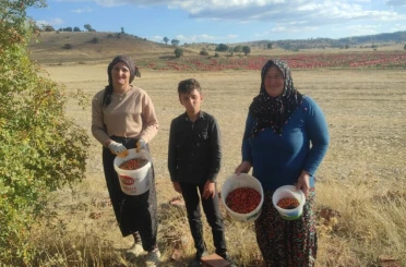 Toplaması zahmetli şifası saymakla bitmiyor 