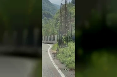 Trabzon’da ilk kez görüntülendi; Çengel boynuzlu dağ keçisi yavrusu karayoluna indi 