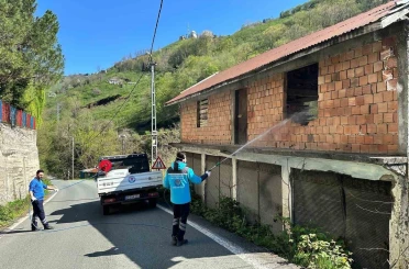 Trabzon’da kokarca ile mücadele sürüyor 