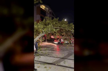 Tramvay hattına düşen dal seferleri aksattı 