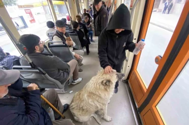 Tramvaya binen sevimli köpek ilgi odağı oldu 