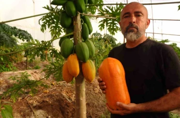 Tropikal papaya meyvesinde hasat heyecanı: Kilosu 90 TL’ye kadar çıkıyor 