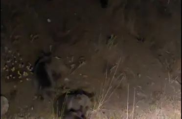 Tunceli’de anne ayı ve 3 yavru görüntülendi
